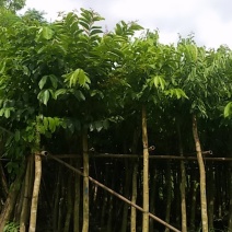 大叶紫薇产地直供