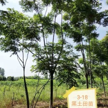 黑土田苗黄山栾树3-18苗圃直供批发