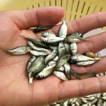 倒刺鲃苗欢迎下单咨询