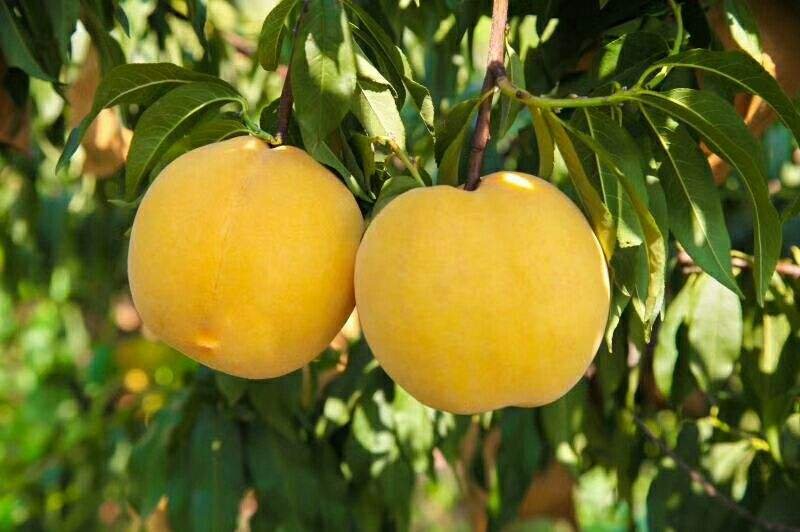 83黄桃果园成熟果实特写