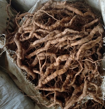 鲜巴戟天野山货产地直销巴戟天自产自销