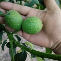 延安黄龙青皮核桃上市了