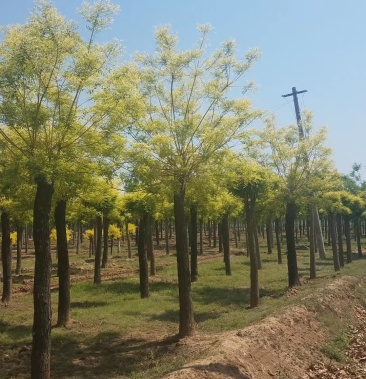 山东15公分黄金槐金枝槐种植基地
