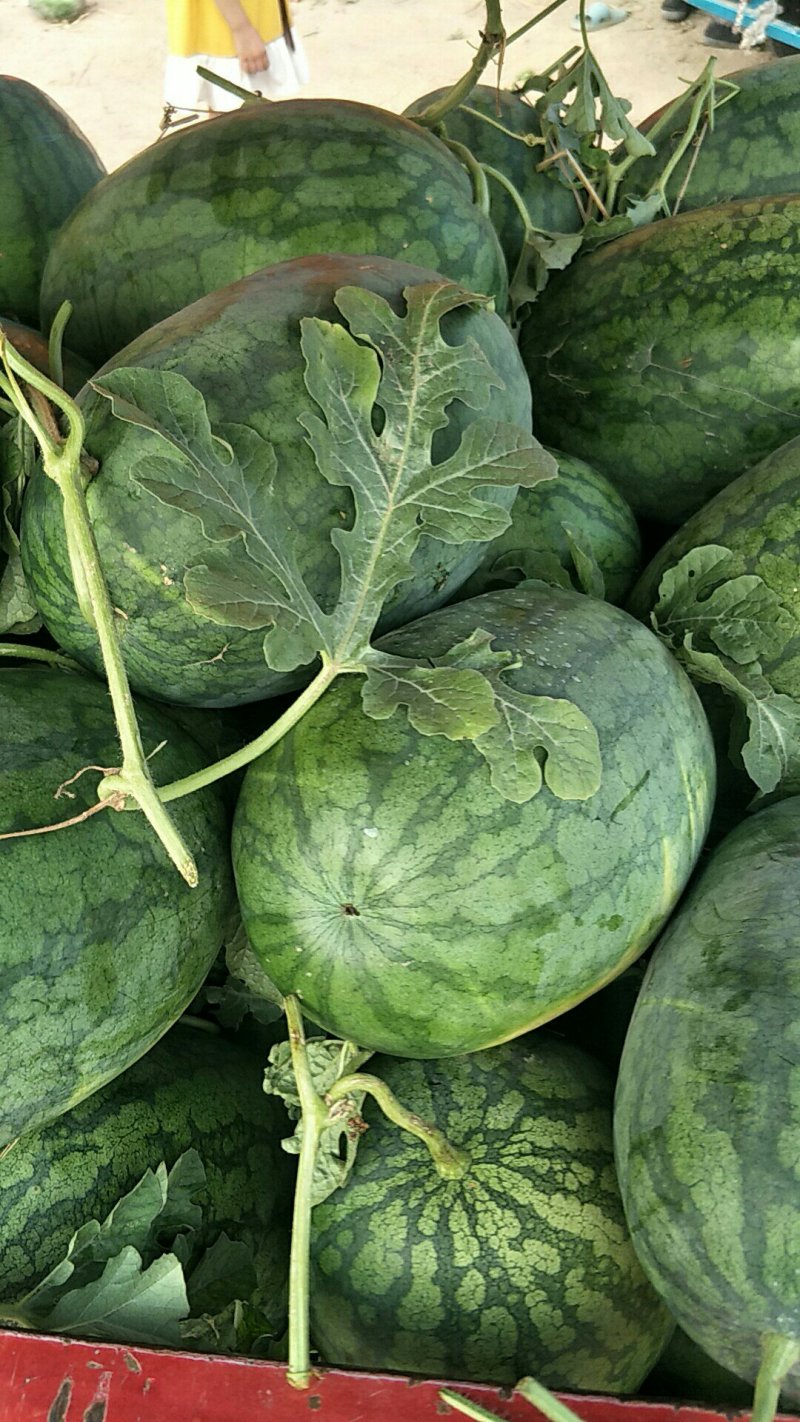 [龙卷风西瓜批发]龙卷风西瓜价格0.20元/斤 - 一亩田