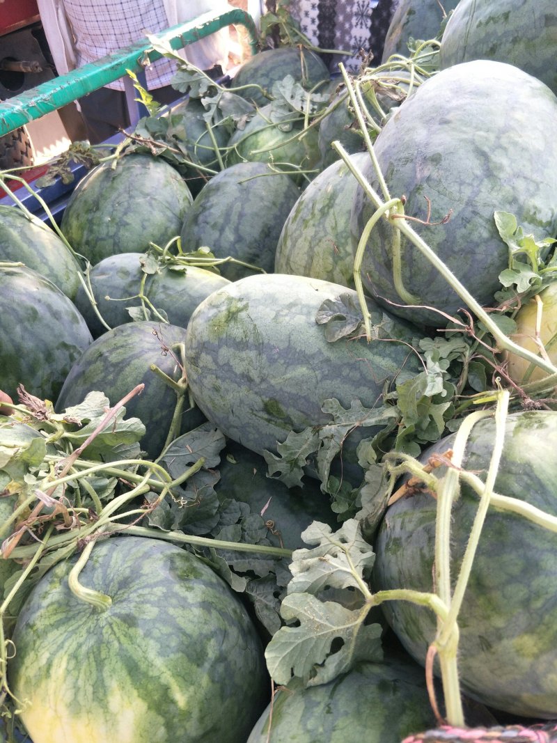 [龙卷风西瓜批发]龙卷风西瓜价格0.20元/斤 - 一亩田