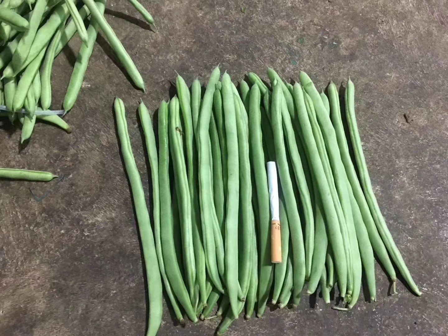 新鲜豇豆与四季豆对比图