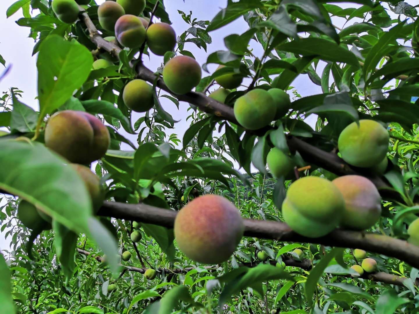 半边红李子果园实景