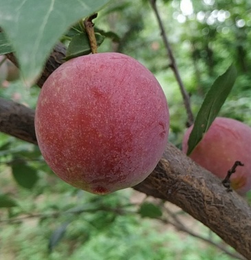 金秋红红布林李子产地直供一件代发