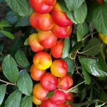 钙果苗30~50cm1年