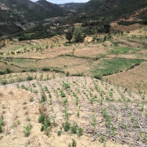 有好货：易门100余亩水浇地出租，交通便利，有抽水站