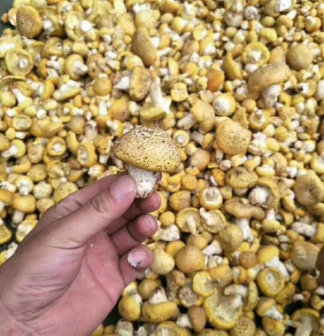 [蘑菇批发]新鲜皇帝菇价格80.00元/斤 - 一亩田