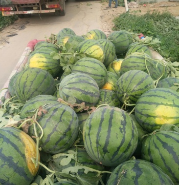 大量供应京欣西瓜,甜王系列二十多万亩产地直销认您选购