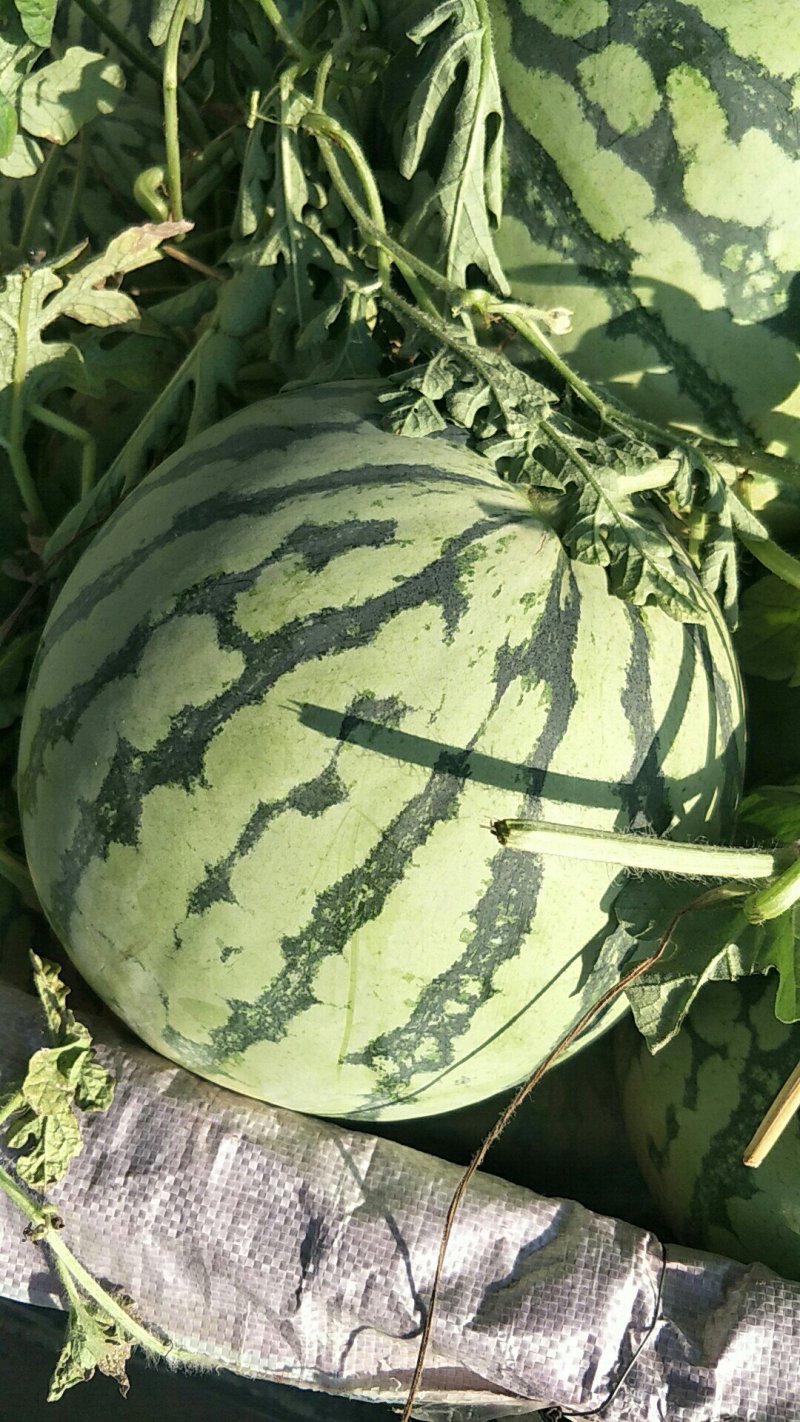 [8424西瓜批发]8424西瓜价格0.35元/斤 - 一亩田