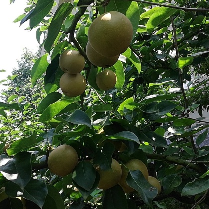 贵州黄花梨产地行情