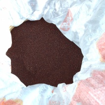 精品儿菜种子要的赶紧啦数量不多了