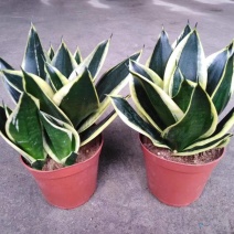 虎皮兰荷花兰盆栽室内净化空气绿植花卉