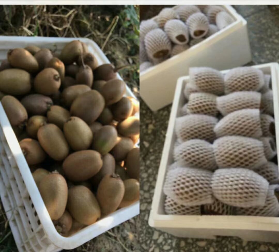翠香猕猴桃采摘与包装现场