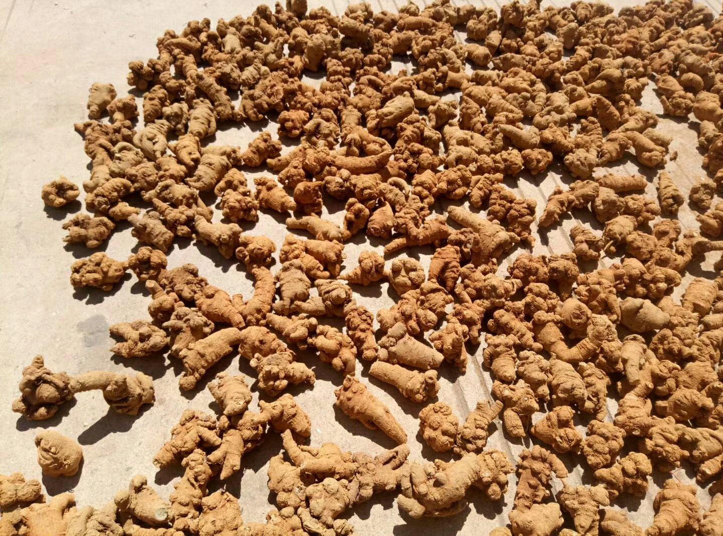 场景化实拍:专业康复师指导家庭用户进行三七粉外敷操作,背景为木质药柜,突出‘冷敷不热敷’关键提示标签 三七粉外敷操作示意图:洁净纱布上均匀铺撒墨绿色三七超微粉,加少量冷开水调成糊状,覆盖于踝关节扭伤后青紫肿胀区域,边缘略超伤周1cm
