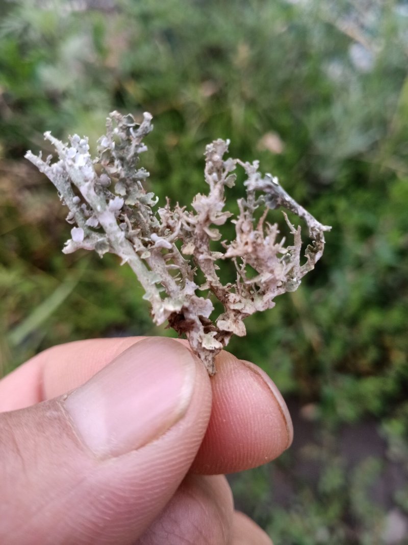 鹿角菜又名石花菜高海拔自然生长野生鹿角菜干菜两斤包邮