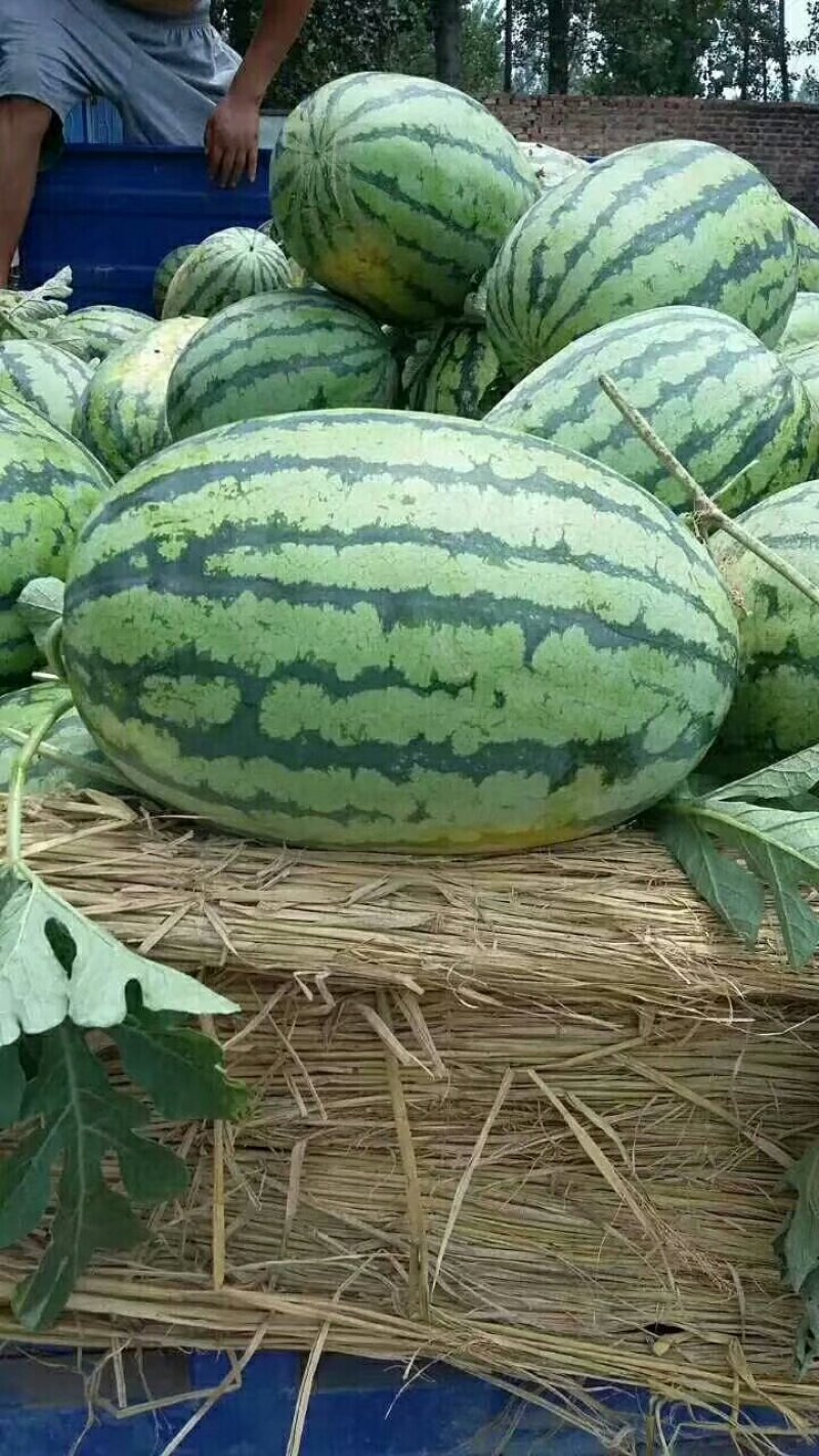 冠龙西瓜