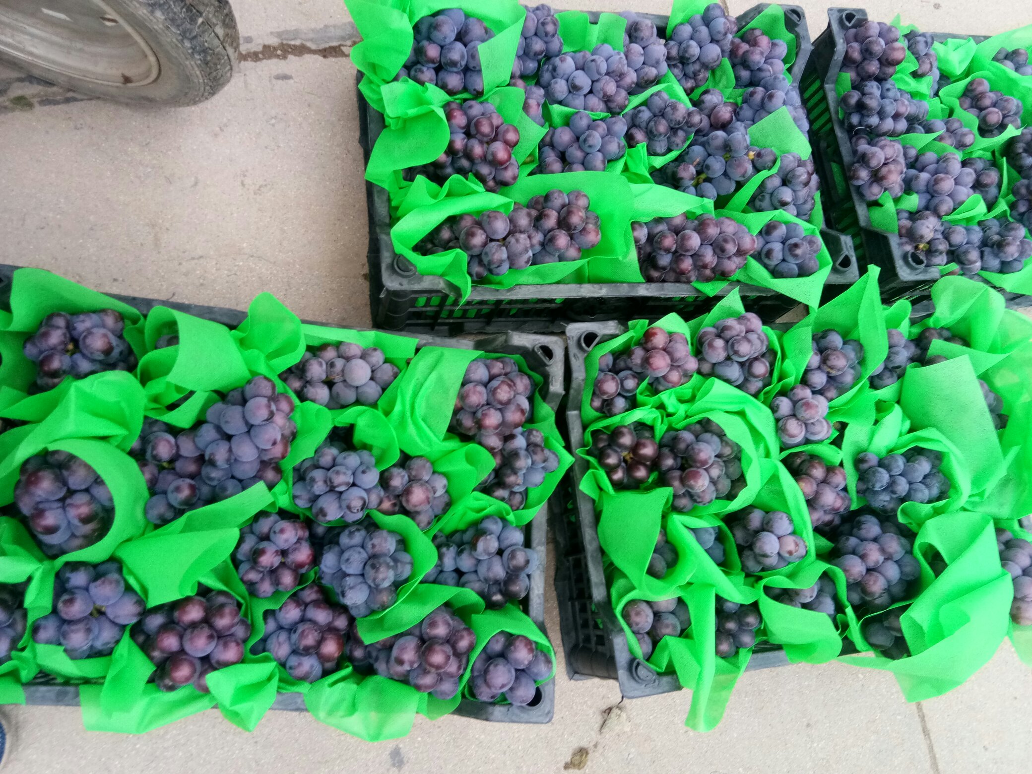 京亚葡萄分拣包装车间场景