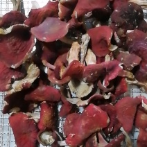 云南野生红菇