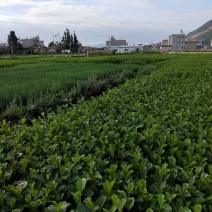 桤木树苗水冬瓜树川滇桤木冬瓜树苗