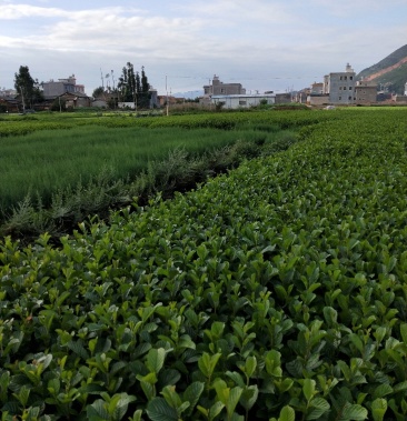 冬瓜苗榿木樹苗水冬瓜樹川滇榿木冬瓜樹苗