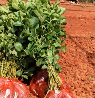 冬瓜苗桤木水冬瓜苗 苗圃直供,包证件发票