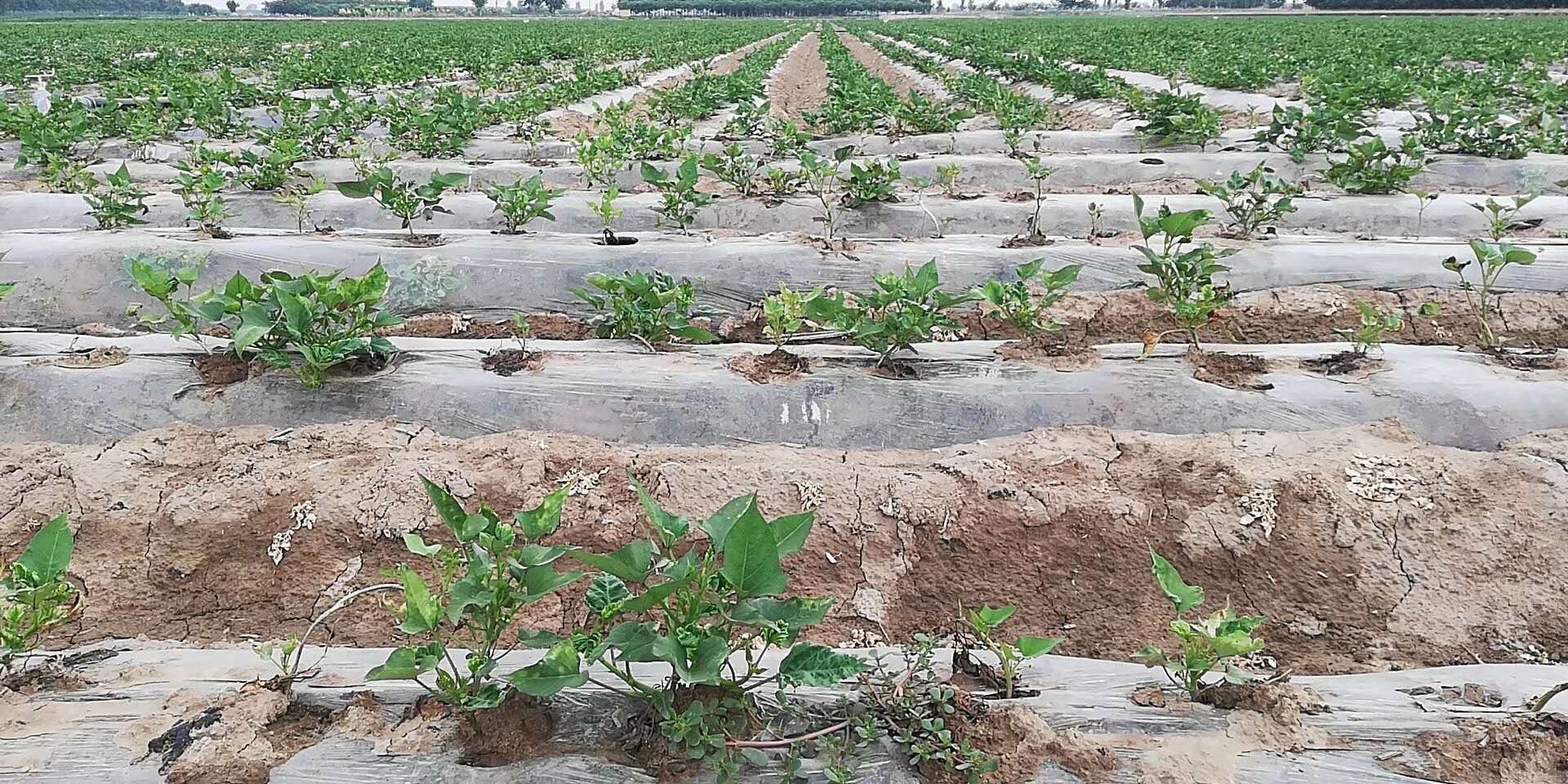 安装频振式杀虫灯诱杀害虫