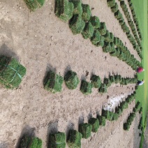 马尼拉草皮