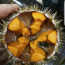 欢迎选购马胆海胆产地直销品质保证欢迎咨询