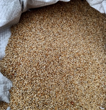 白谷子辽宁朝阳北票的的