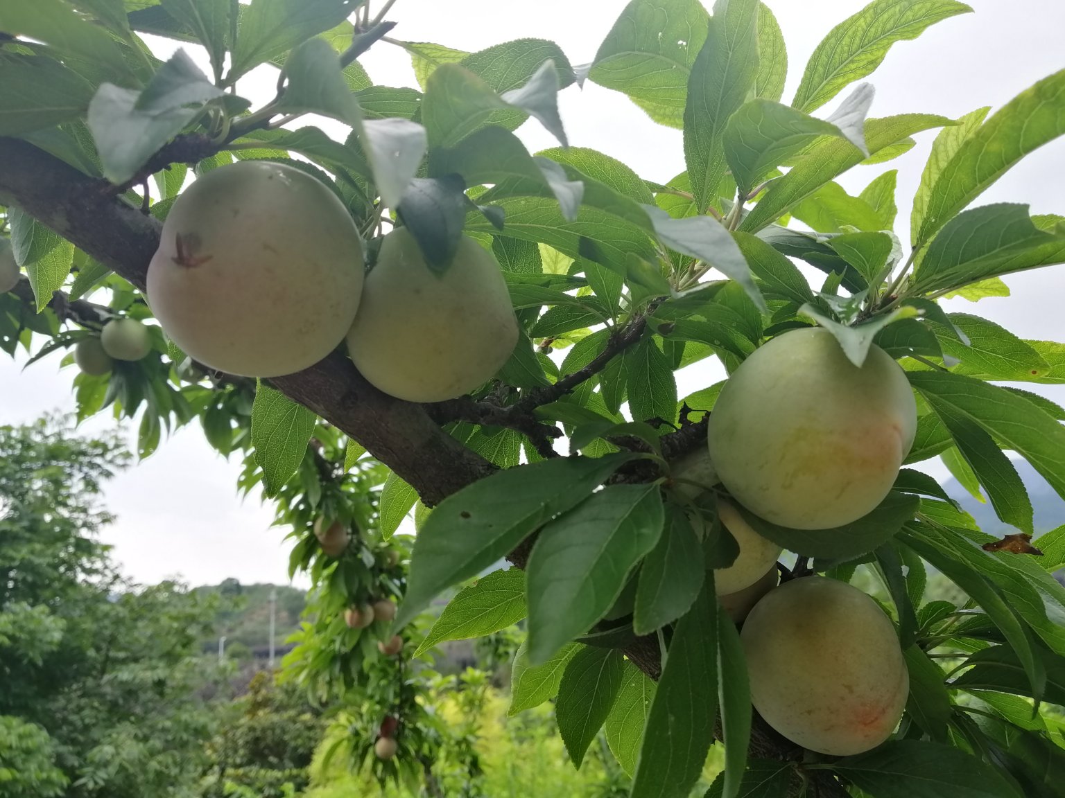 浙江奉化山区连片种植的桃形李果园,果树整齐排列,枝头挂满青中透红的桃形李果实,背景为青山绿水,展现生态种植环境 奉化桃形李果园航拍图