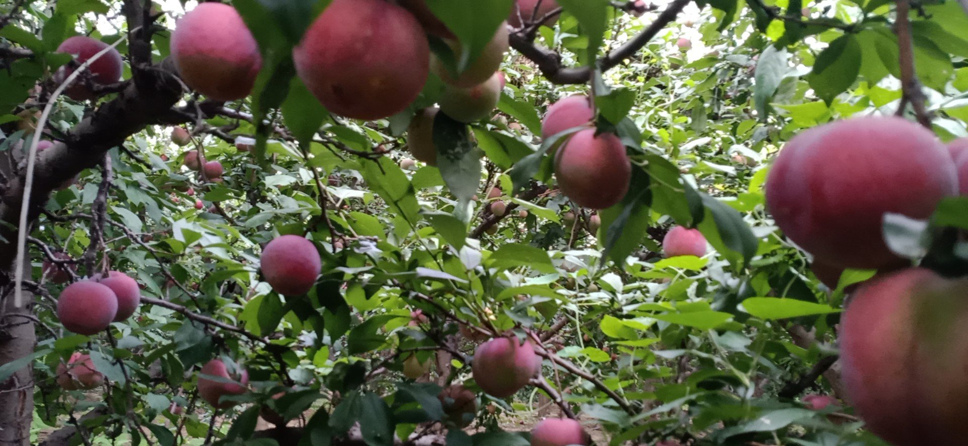 红布林李子特写果实图：饱满圆润的深红果实挂满枝头，表皮光滑泛蜡质光泽，部分果实带有浅褐色小斑点，背景为绿色叶片与木质枝条，呈现盛果期自然生长状态
