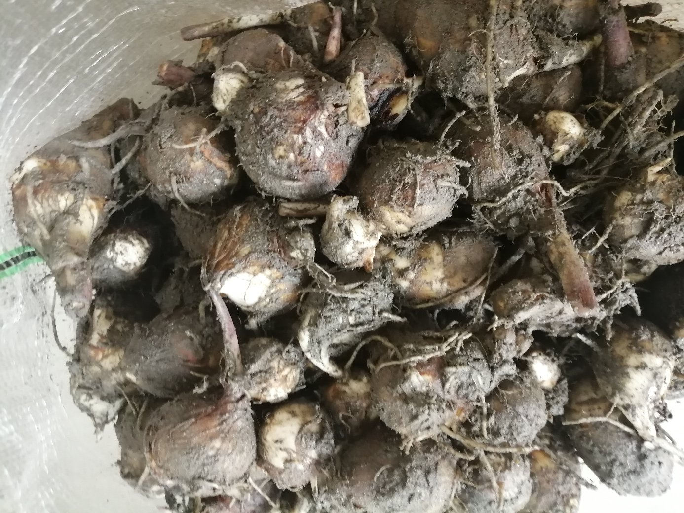 毛芋头原材料特写图,展示其表皮毛刺和内部肉质 毛芋头原材料特写图
