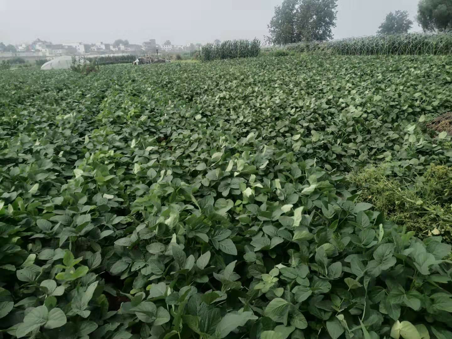 一片广阔的绿宝甜瓜种植园,藤蔓茂密,果实累累,成熟的绿皮甜瓜半掩在绿叶之下,阳光洒落在瓜田上,呈现出金黄色的光影,背景可见农民正在田间劳作 绿宝甜瓜在阳光下的成熟果园全景