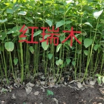 绿化苗木红瑞木