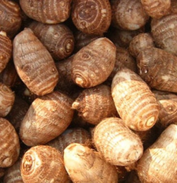 芋头,芋儿,含有丰富的营养物质