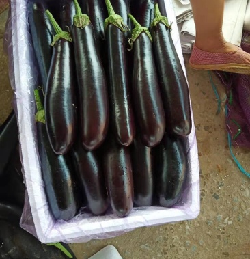 黑金刚绿把长茄子4两以上大量上市中