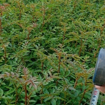 花椒苗，基地直销，技术指导