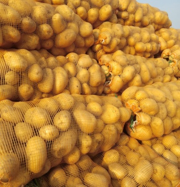 二两半以上,库存土豆大量有货