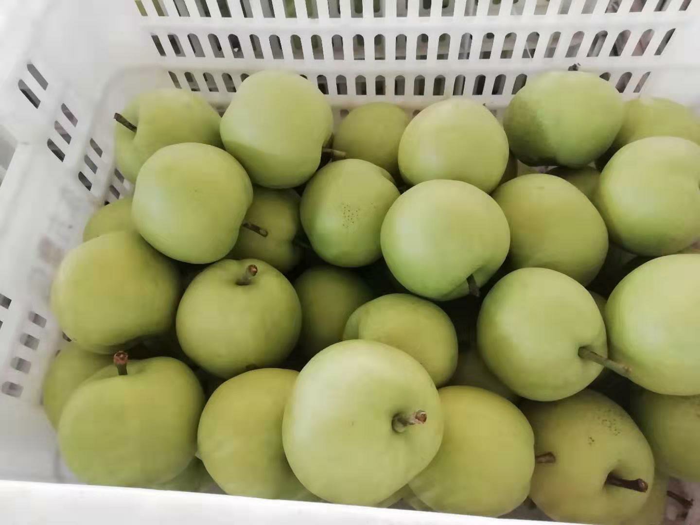绿宝石梨果篮展示