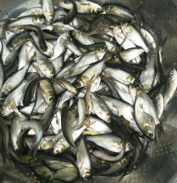 白鲢苗草鱼苗量大从优苗子好的很