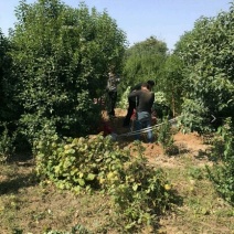 大叶女贞，大量出售4-8公分大叶女贞