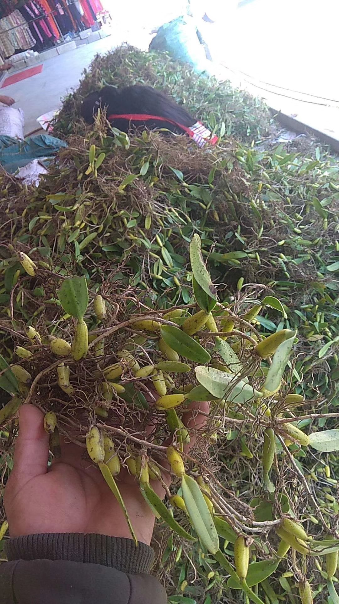 [石橄榄批发]广西野生石橄榄 双叶石橄榄 双叶大果