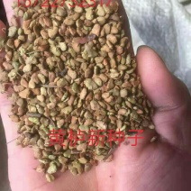 黄栌红栌树种子
