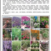 荷兰菊