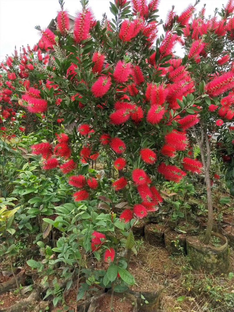 含笑花样子的描写图片