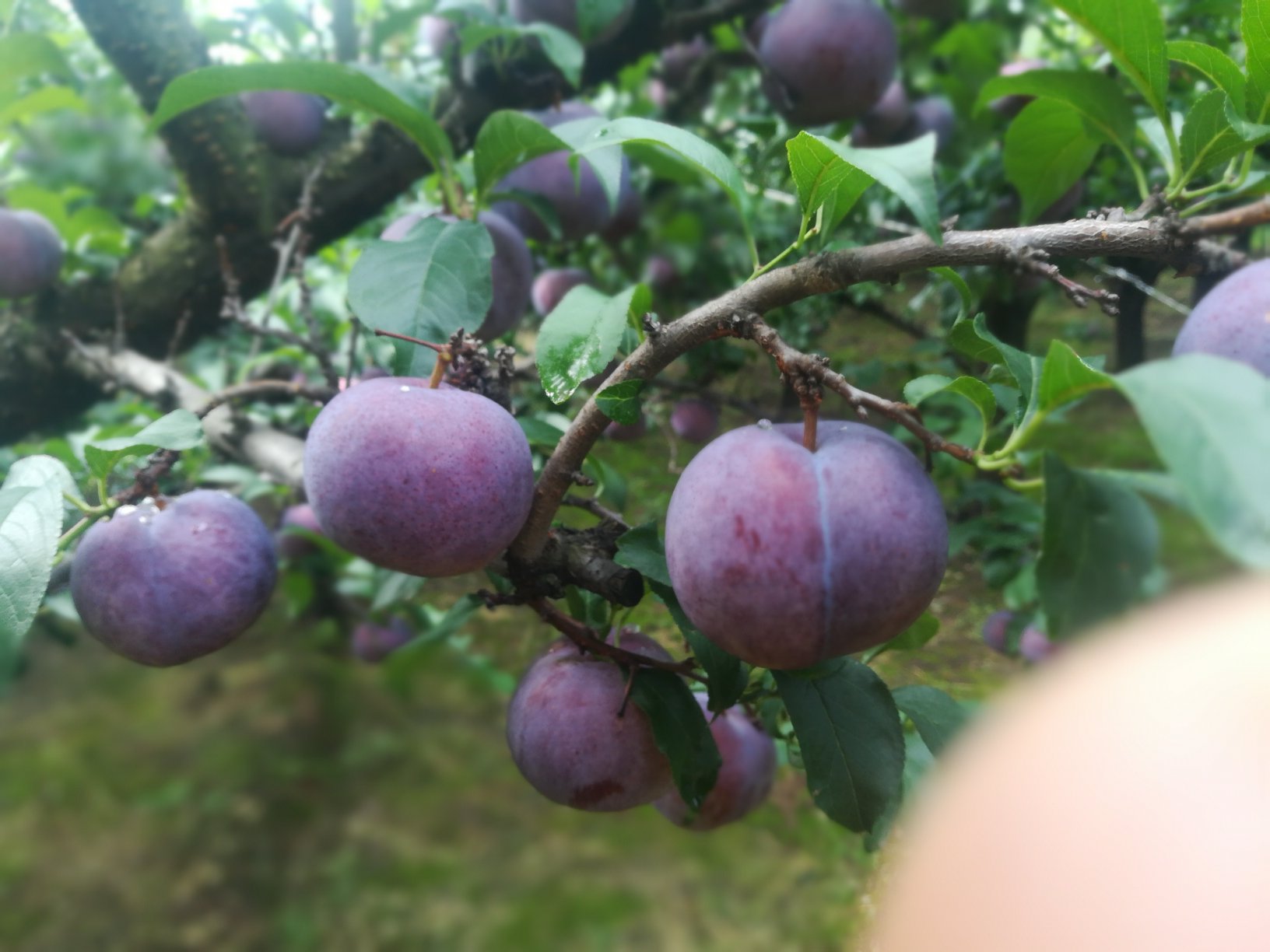 红桦坪红布林果实特写展示